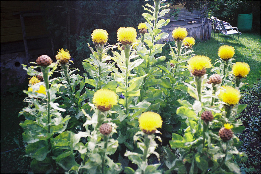 film_037_07_2008.jpg