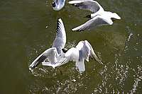 006_22_04_2006.JPG