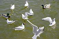 010_22_04_2006.JPG