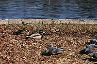 013_22_04_2006.JPG
