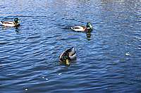 020_22_04_2006.JPG